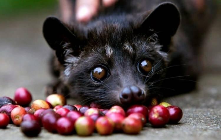 <p>1- Luwak Coffee -Endonezya</p>

<p>Ve dünyanın en pahalı kahvesine geldik. Bu kahvenin üretim şekli diğer kahvelerden biraz farklı. </p>
