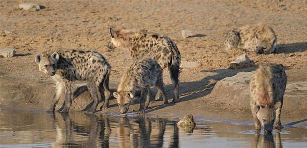 <p>Tam o sırada yakınlardan geçen bir zebra sürüsünü farkeden antilop aniden yönünü değiştirerek sürüye daldı.</p>
<p> </p>