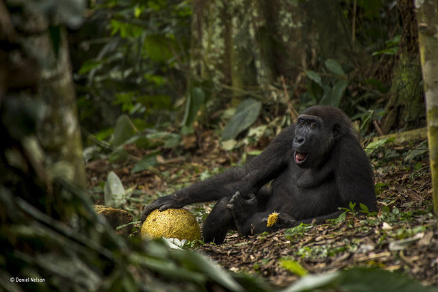 <p>Daniel Nelson ise keyifle doğada bulduğu meyveyi yiyen şempanze fotoğrafıyla Yılın Genç Vahşi Yaşam Fotoğrafçısı ödülünü almaya hak kazandı.</p>

<p> </p>
