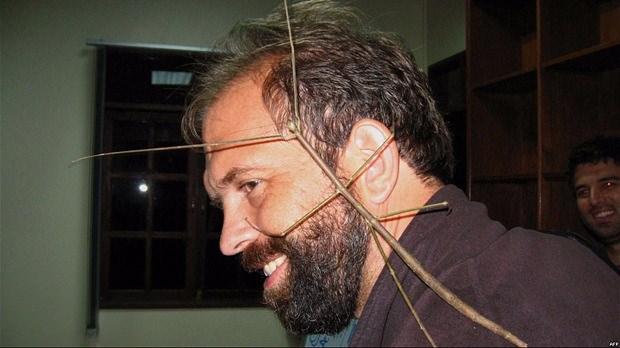 <p>Neredeyse bir insan kolu uzunluğundaki sadece gövdesi 35,7 cm gelen böceğin bacakları dalı andırıyor.</p>
<p> </p>