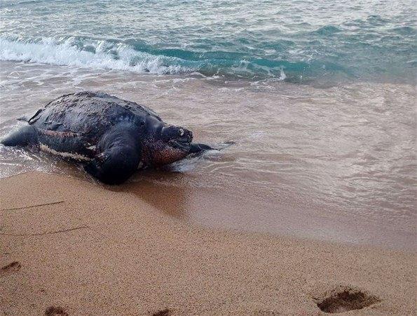 <p>Nesli tükenme tehlikesi altındaki deniz kaplumbağası İspanya'nın Calella şehri açıklarında öldükten sonra kıyıya vurdu.</p>

<p> </p>
