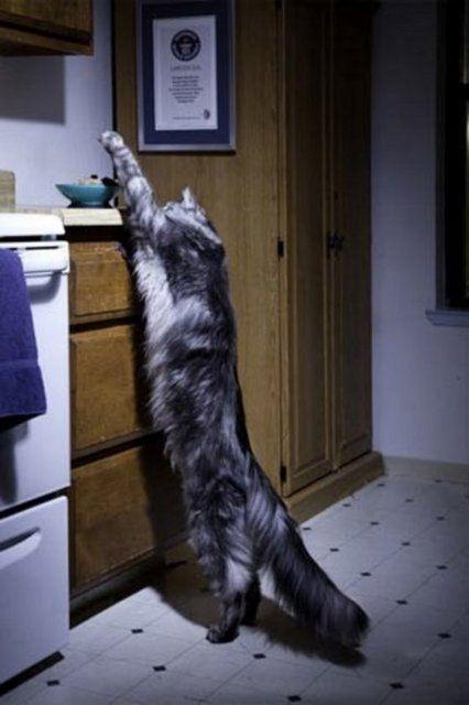 <p>Dünyanın En Uzun Kedisi. 123 santimetrelik Stewie adlı kedi dünyanın en uzun kedisi unvanını taşıyor. ABD'de yaşayan Stewie aynı zamanda 41.5 santimetreyle dünyanın en uzun kuyruklu ev kedisi</p>

<p> </p>
