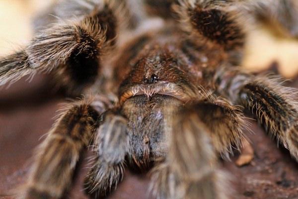 <p>Dev örümceklerde bu tüylerin belki de en ilginç işlevlerinden biri ses çıkartmak. Uzmanlar sesin örümceğin başındaki yiyeceği kavrayan iki kolla, yürümesini sağlayan iki çift bacaktan birinden kaynaklandığını öne sürüyor.</p>

<p> </p>
