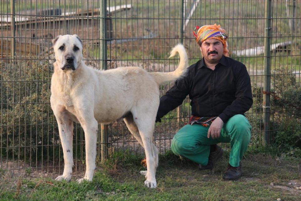 <p>Balıkesir'de Akbaş ve Karabaş köpeklerinin yetiştirildiği Türk Çoban Köpekleri Araştırma, Üretim ve Tanıtım Merkezi Başkanı Muhammet Karakoyun, AA muhabirine yaptığı açıklamada, "aslan" olarak nitelendirdikleri bu köpeklerin çok özel olduğunu söyledi.</p>
<p> </p>