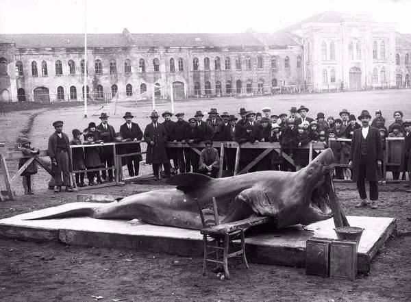<p>Marmara Denizi'nde yakalanan dev köpek balığı Topçu Kışlası'nda sergileniyor (1920'li yılların sonu. İAE Arşivi) </p>
