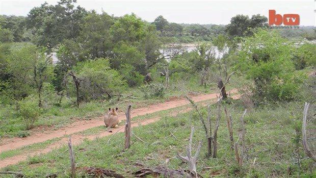 <p>Aslan beklemediği yerden vuruldu!</p>
<p>Güney Afrika'daki Kruger Ulusal Parkı'nda meydana gelen olay görenlerin nefesini kesti.</p>