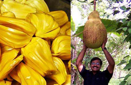 <p><strong>5- JackFruit (Jak Meyvesi)</strong><br />
Dünya üzerinde ağaçta yetişen en büyük meyve olduğu söylenir. 36 kg. ağırlığa, 90 cm boya ulaşabilir. Jackfruit A ve C vitaminleri, kalsiyum, potasyum, demir ve magnezyum açısından zengindir.</p>

<p> </p>
