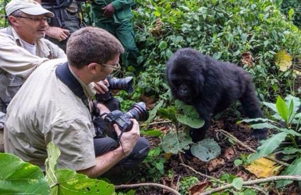 <p>Ruanda'nın yüksek dağlarında yaşayan goril ailesini çekmeye giden vahşi doğa fotoğrafçısı Christophe Courteau,  alkollü bambu sapını yiyen gorillerin gazabına uğradı. İşte kare kare o anlar...</p>

<p> </p>
