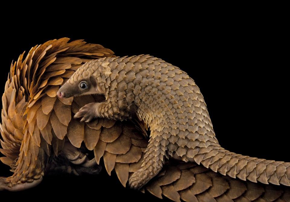 <p>St. Augustine Pangolin Koruma Merkezi'nde bulunan Afrikalı yavru beyaz gövdeli ağaç pangolini, annesinin sırtına tırmanmış.</p>

<p>JOEL SARTORE</p>

<p> </p>

<ul>
</ul>

<ul>
</ul>
