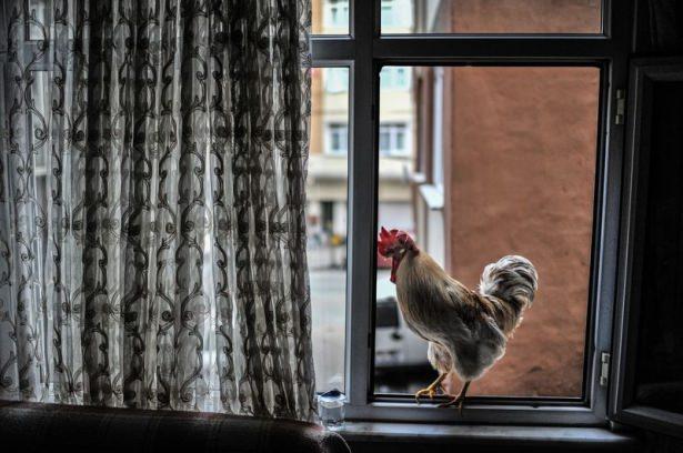 <p>Bir fırında şoför olarak çalışan Ahmet Öztel, evde kedi, köpek, kuş ve balık besleyenlerin aksine kendisine evcil hayvan olarak horozu seçti.</p>

<p> </p>
