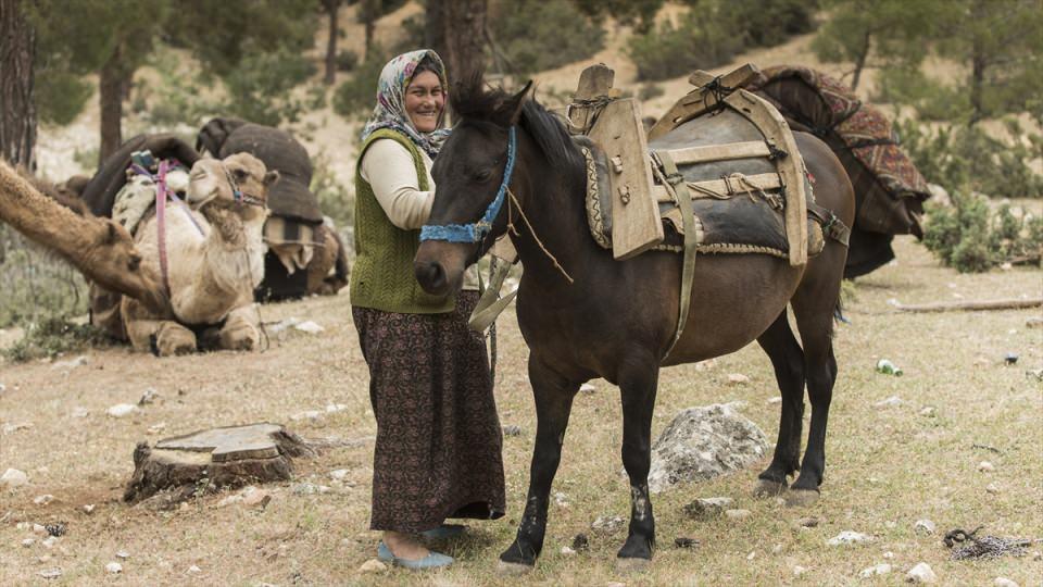<p>Göç sırasında bazı sıkıntılar yaşadıklarına dikkati çeken Gök, "Artık göç yolculuğumuz gittikçe zorlaşıyor. Geçtiğimiz yerlerde ekim dikim alanı oluyor. Arazi daralıyor ve yasaklar oldu. Bir önceki yıl konduğumuz yere bu yıl yerleşmiyoruz." dedi.</p>

<p> </p>
