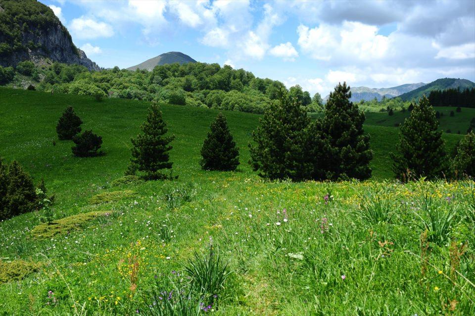 <p>B&ouml;lgeye &ouml;zg&uuml; vahşi yaşamı t&uuml;m y&ouml;nleriyle g&ouml;zlemleyebilmenin m&uuml;mk&uuml;n olduğu park, adeta canlı bir m&uuml;zeyi andırıyor.</p>
