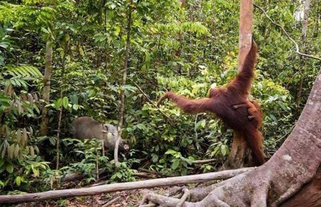 <p>Orangutan bulduğu bir sopa ile domuzu korkutup kaçırıyor...</p>
