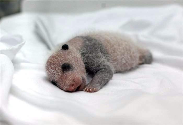 <p>Dev bir panda doğduğunda, sadece 85-140 gram ağırlığındadır ve yaklaşık 7 inç uzunluğundadır.</p>
<p> </p>