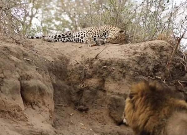 <p>Erkek aslanın, gözüne kestirdiği bir leopara saldırma anları safariye çıkan turistler tarafından kaydedildi.</p>
<p> </p>
