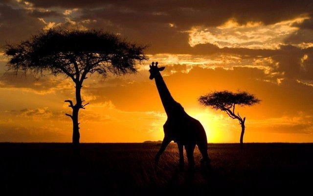 <p>Kenya</p>
