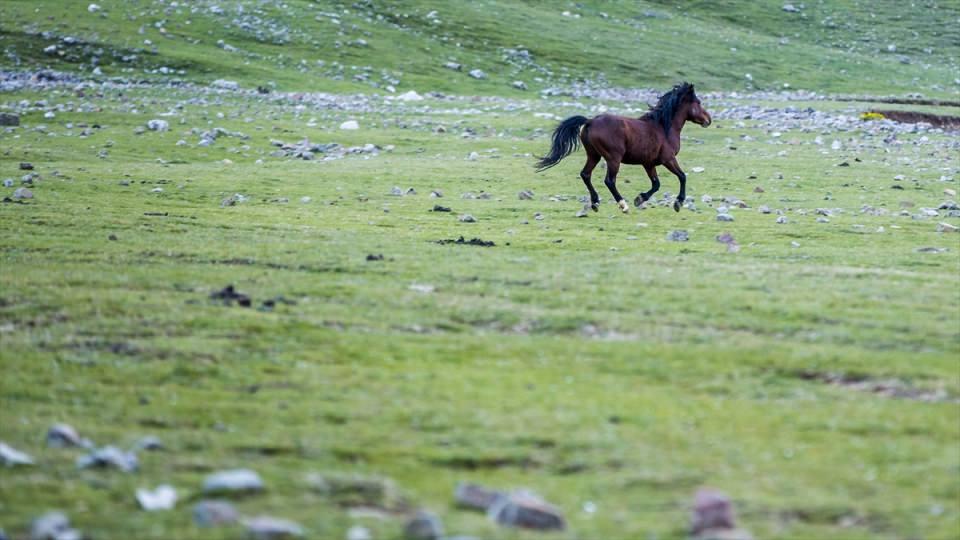 <p><strong>Yılkı atlarına yabancı turist ilgisi</strong></p>
<p>Ovanın tek mahallesi Başlar'ın muhtarı Bekir İbiş, AA muhabirine yaptığı açıklamada, yabani atların ovanın güzelliğine ayrı renk kattığını söyledi.</p>