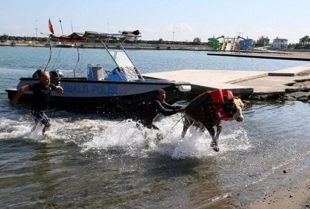 <p>Hayvanların gemiden indirileceği sırada tosunlardan biri denize atladı.</p>
<p> </p>