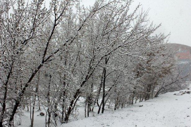 <p>AĞRI</p>
