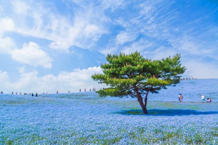 <p>Japonya'da masmavi bir dünya</p>
