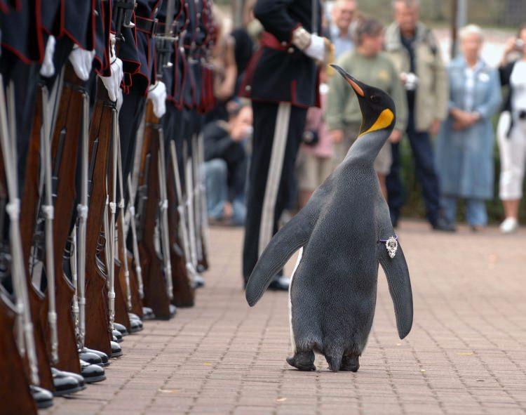 <p>Norveç’te 1972 yılından beri süregelen bir gelenek bu. Geçtiğimiz günlerde de Tuğgeneral rütbesine terfi ettirilen penguen Nils Olav, İskoçya’nın Edinburgh Hayvanat Bahçesi’nde düzenlenen törende kralı korumakla görevli Norveç Kraliyet Muhafızları’nı denetledi.</p>