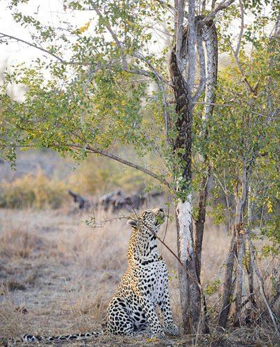 <p>Pitonu ağaçtan indirmek için ağaca tırmanan leopar, av peşinde koşmadan, bu hazır öğle yemeğinin tadını çıkarırken, fotoğrafçılar tarafından işte böyle görüntülendi...</p>
<p> </p>