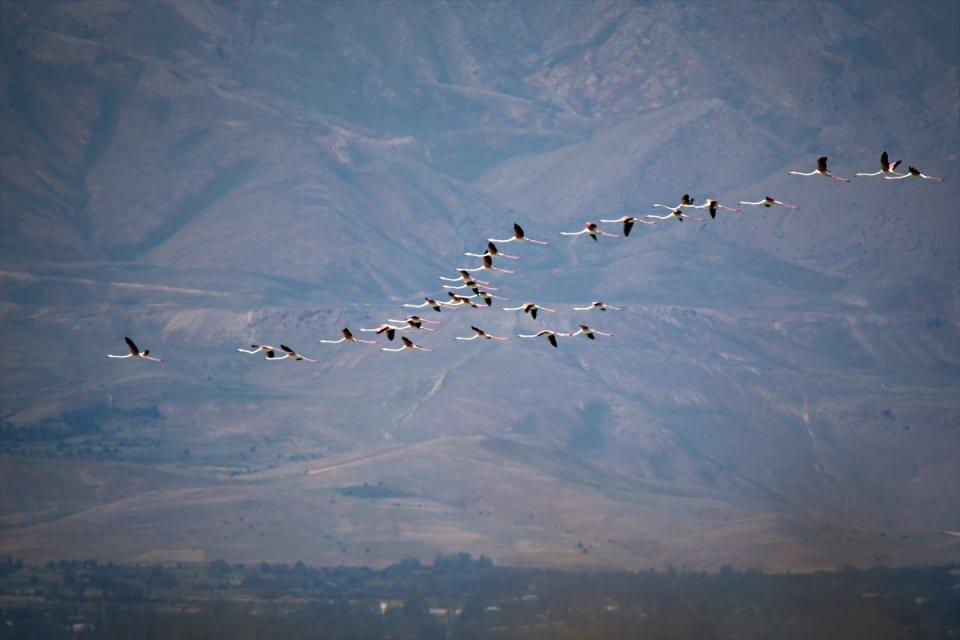 <p> Erçek Gölü taraflarında dönemsel olarak 10 binlere kadar flamingo sayabiliyoruz. Beslenme şartları uygun, tehdit olmadığından dolayı bu yıl Dönemeç Deltası'nda da popülasyonları arttı. Eğer muhafaza edilirse her sene daha da artacaktır."</p>
