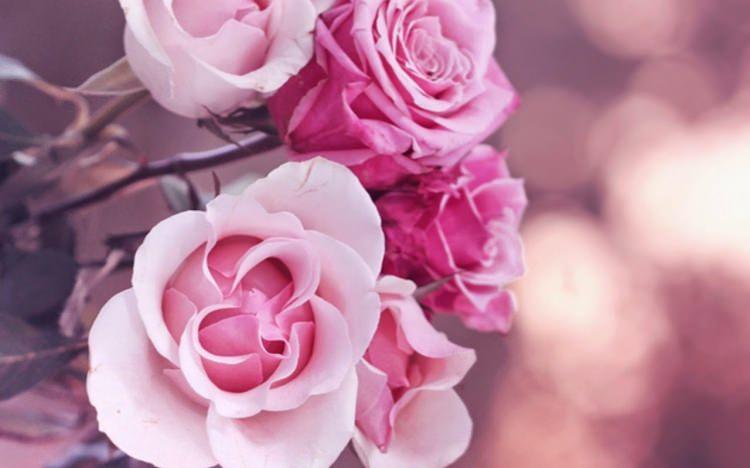 <p>Pembe gül</p>
<p>Pembe gül, tonlarına göre farklı anlamlara gelir. Koyu pembe gül minnetkarlık ve takdir anlamına gelirken, açık pembe incelik, nezaket ve sempati gibi anlamlara gelir.</p>