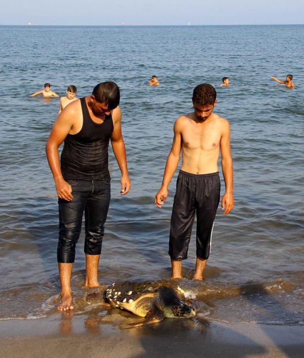 <p>Başında darbe aldığı için yaralandığı tespit edilen caretta caretta tedavisi için Doğa Koruma ve Milli Parklar yetkilileri tarafından Deniz Kaplumbağaları Kurtarma Rehabilitasyon ve Bilgilendirme Merkezi'nde götürüldü.</p>