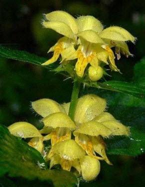 <p>Sarı ballıbaba bitkisi, bahar aylarında çiçek açar, yaprakları ısırgan otuna benzer. Yapraklarının altında bulunan çiçekleri ise açık ağzı şekline benzer. </p>
