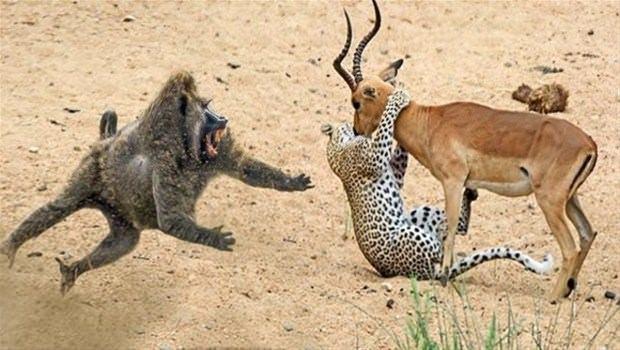 <p>İmpalanın yanına gelen babun, yaşadığından emin olduktan sonra bir kaç adım geri çekilip, impalanın kendine gelmesini bekliyor.</p>
<p> </p>