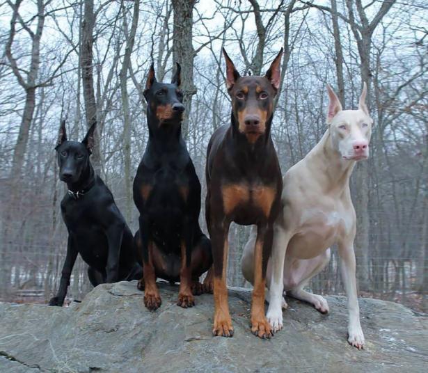 <p>Doberman</p>
