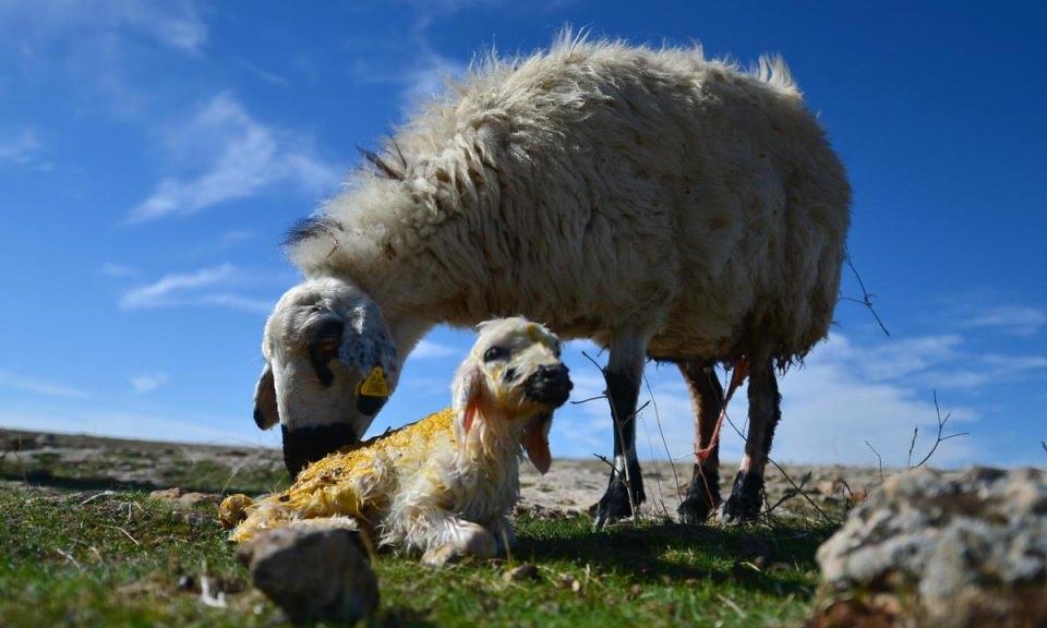 <p>Kendilerinin yaşadıkları zorlukları çocuklarının da yaşamasını istemediğini ifade eden Ulaş, 3 çocuğunun da okula gidebilmesi için eniştesinin yanına bıraktığını sözlerine ekledi.</p>

<p> </p>
