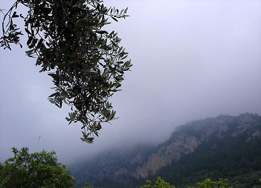 <p>Faralya</p>
