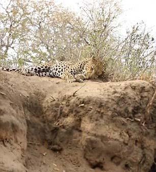 <p>Başına geleceklerden habersiz olan leopara sinsice yaklaşan aslanın o anları işte böyle görüntülendi.<br />
 </p>
