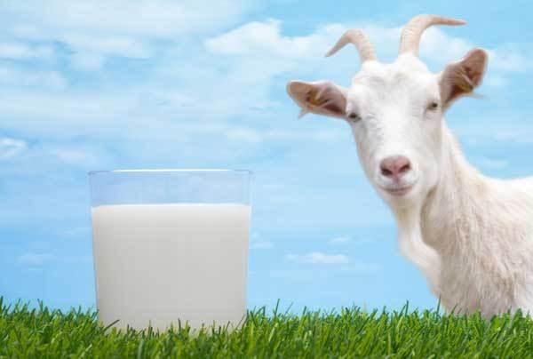 <p>Üstelik <strong>keçi sütü</strong>, inek sütünden daha fazla kalsiyum içeriyor. Kolayca sindirilen keçi sütü, mineral ve vitaminler bakımından da ciddi bir potansiyele sahip.</p>

