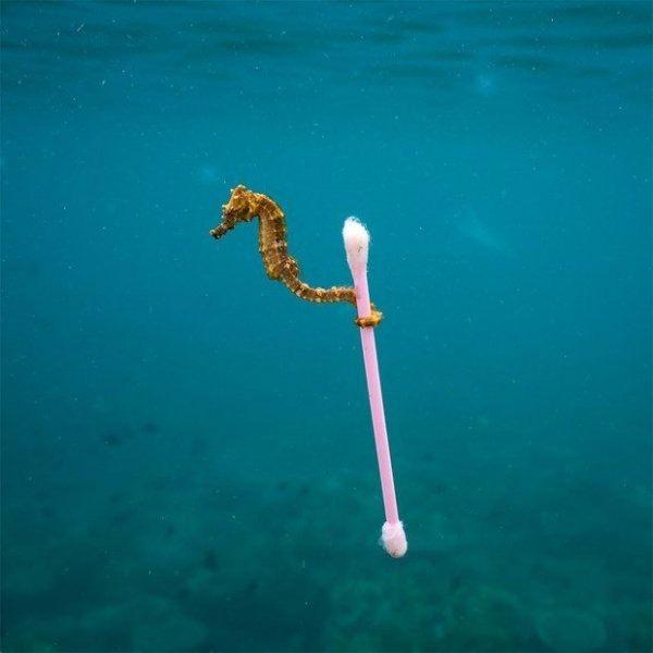 <p>ABD Fotoğrafçı: Justin Hofman</p>