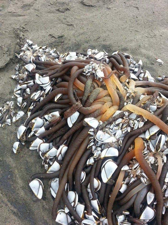 <p>Uzmanların açıklamasına göre, ender görülen bir deniz yaratığı olan Barnacle, genelde denizin dibinde yaşıyor ve planktonlarla besleniyor.<br />
<br />
İspanya ve Portekiz'de bu deniz canlıları, midyeler kadar çok tüketiliyor. Uç kısmındaki kabukla birlikte servis ediliyor.</p>