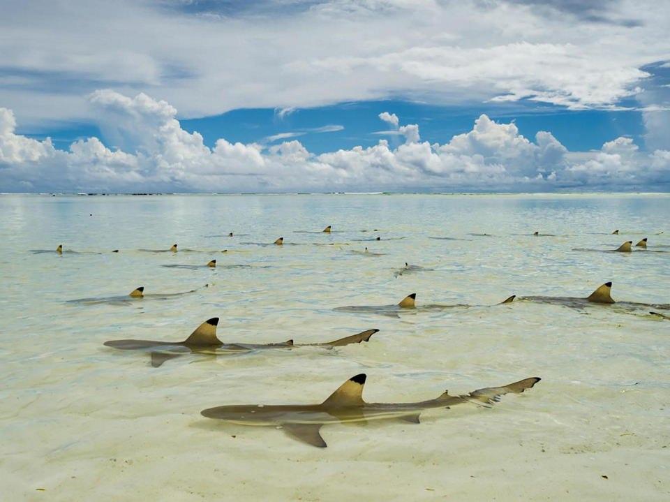 <p>Siyah uçlu resif köpek balıkları, Hint Okyanusu'nda bulunan Seychelles’ Aldabra Atoll adasında gelgitin oluşmasını bekliyor.</p>

<p>THOMAS P. PESCHAK</p>
