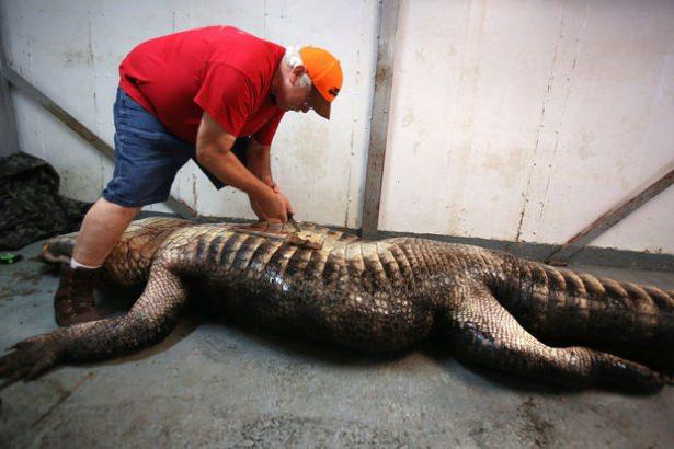 <p>Derisi yüzülen bu dev timsahın karnından 100 kiloluk bir geyiğin parçaları çıktı...</p>

<p> </p>
