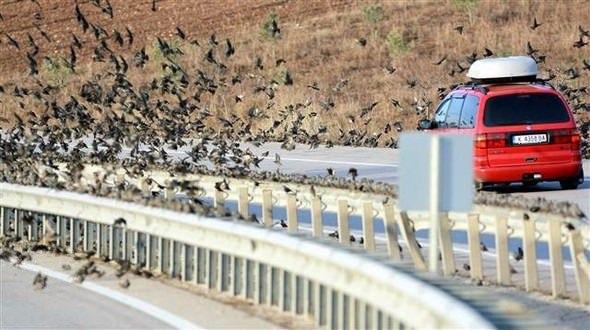 <p>Üzerindeki yüzlerce kalp desenleri ile görünüşü de ilginç olan sığırcıklar yaz aylarında sürülerinden ayrılıp şehir içleri üremek için yuva arıyorlar. </p>