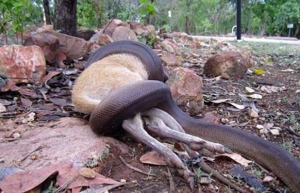 <p>Dünyanın en tehlikeli sürüngenlerinden biri olan piton bebek bir kanguruyu yutarken görüntülendi...</p>
