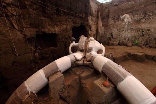 <p>Tultepec yakınlarında yerin 2 metre altında iyi muhafaza edilmiş halde bulunan kalıntıların ise 20 - 25 yaşlarında olduğu tahmin edilen bir mamuta ait olabileceğini belirtti.</p>

<p> </p>
