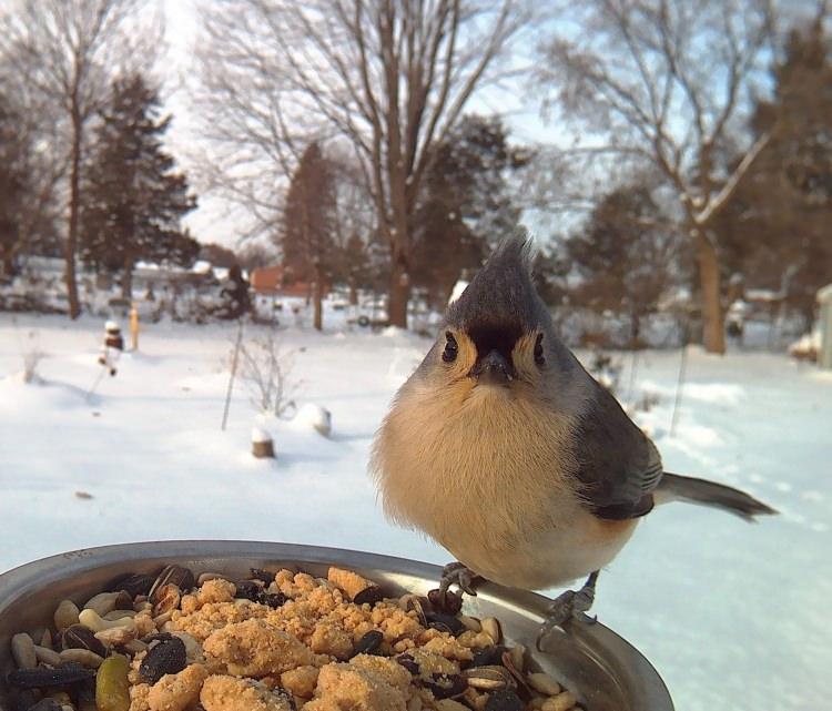 <p>"Bird Photo Booth" isimli, yem kabına sabitli bir kameranın olduğu aleti keşfettiğinde kuşlara daha yakın olmak ve tepkilerini görebilmek için bir projeye başladı.</p>
