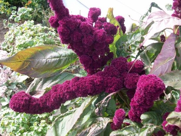 <p>Diyabetli fareler üzerinde yapılan bir çalışmada, Amaranth'ın kandaki glikoz değerini belirgin şekilde düşürdüğü, ensülin değerini arttırdığı ve yükselmiş karaciğer fonksiyonu belirtilerini normale çevirdiği keşfedildi.</p>
