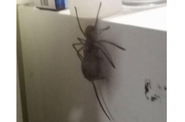 <p>Avustralya’da geçen olayda, bir buzdolabı üzerinde yürüyen örümcek ağzında kocaman bir fare ile rahatlıkla hareket ediyor.</p>
<p> </p>