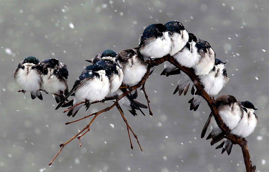 <p> Birbirlerinin ısılarıyla ısınan, şiddetli rüzgarlara birbirlerine destek olarak dayanan kuşların bu hareketleri ise oldukça şaşırtıcı...</p>
