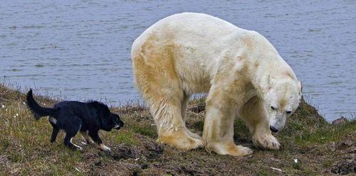 <p>Aramızda 30 metrelik bir mesafe kalmıştı ki köpeklerimizden üçü ayıları engellemek üzere ileri atıldı. Ayılar köpekleri tek bir pençe darbesiyle öldürecek güce sahip olsalar da cesur köpeklerimiz bizi kurtardı."</p>
