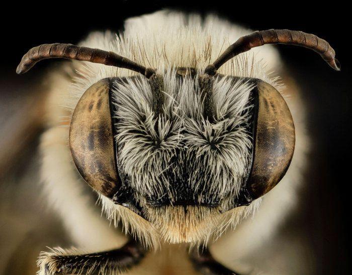 <p>Megachile gemula</p>
