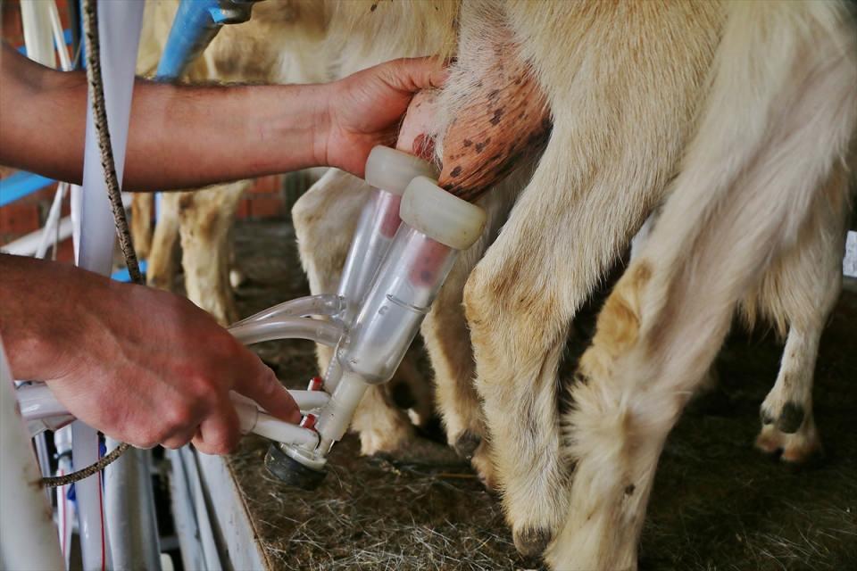 <p>Ektik, Türkiye'de genellikle kapalı sistemin uygulandığını belirterek, "Biz açık sistem yapıyoruz. Şu ana kadar oğlak ölümümüz çok az. </p>

<p> </p>
